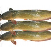 MAGUR ( CATE ) FISH (1Kg TO 1.2Kg)